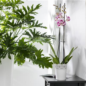 WIE GEHT...ORCHIDEEN UMTOPFEN?