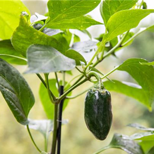 HOCH AUF'S HOCHBEET!