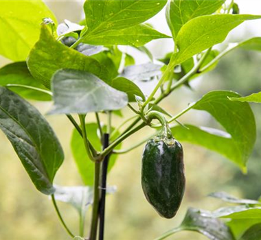 HOCH AUF'S HOCHBEET! HOCH AUF'S HOCHBEET!