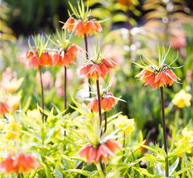 ZWIEBELN, KNOLLEN & CO.