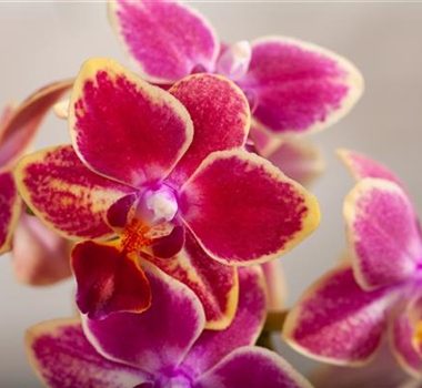 ORCHIDEEN - DIE KöNIGIN DER ZIMMERPFLANZEN ORCHIDEEN - DIE KöNIGIN DER ZIMMERPFLANZEN