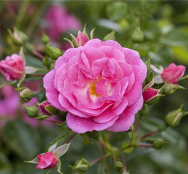 ROSEN SCHNEIDEN IM HERBST