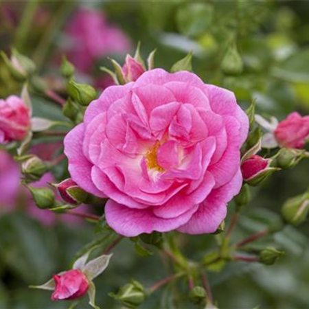 ROSEN SCHNEIDEN IM HERBST ROSEN SCHNEIDEN IM HERBST