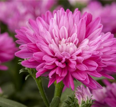 ASTERN - DIE STARS IM GARTEN