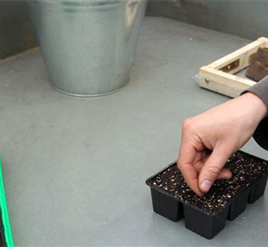 Zwergastern - Aussäen von Samen Zwergastern - Aussäen von Samen