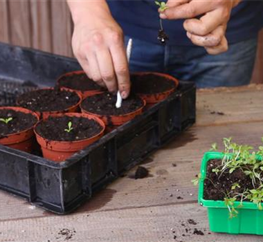 Zwergastern - Pikieren Zwergastern - Pikieren