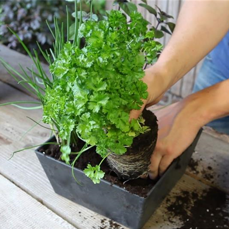 KRäUTERTOPF BEPFLANZEN