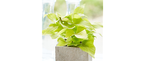 WIE GEHT... OMA'S SUPERFOOD?