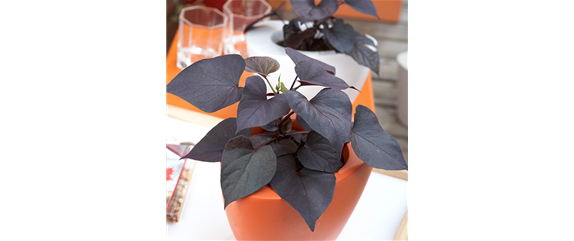 WIE GEHT... OMA'S SUPERFOOD?