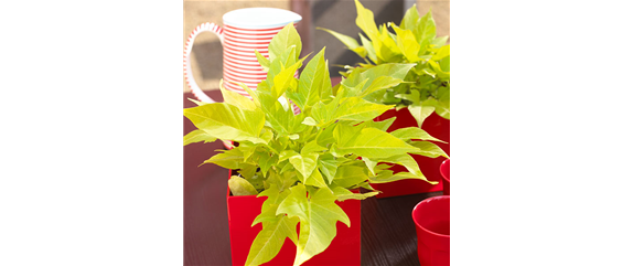 WIE GEHT... OMA'S SUPERFOOD?