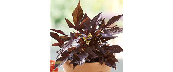 WIE GEHT... OMA'S SUPERFOOD?