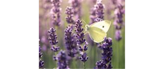 FüR MEHR BIENEN UND SCHMETTERLINGE!