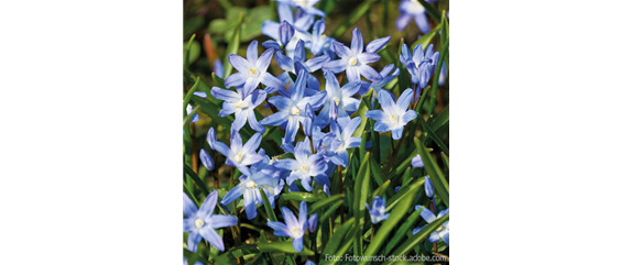 FüR MEHR BIENEN UND SCHMETTERLINGE!
