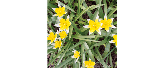 FüR MEHR BIENEN UND SCHMETTERLINGE!