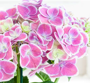 DIE BELIEBTESTEN ZIMMERPFLANZEN DIE BELIEBTESTEN ZIMMERPFLANZEN