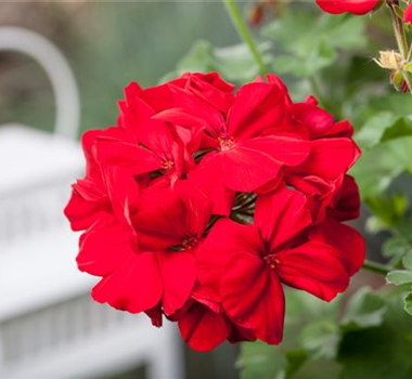 DER BALKON - EIN SCHöNER ANBLICK