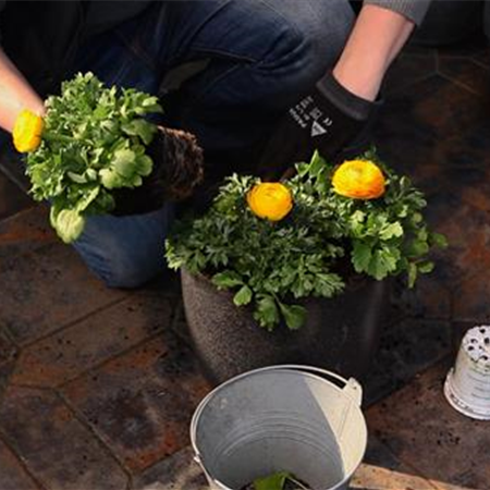 RANUNKELN - EINPFLANZEN IN EIN GEFäSS