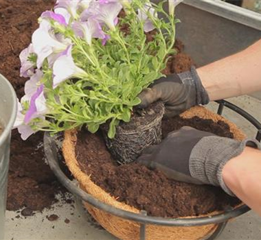 Hanging Basket - Bepflanzen Hanging Basket - Bepflanzen