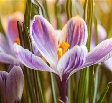 INSEKTENFREUNDLICHES FRüHJAHR! INSEKTENFREUNDLICHES FRüHJAHR!
