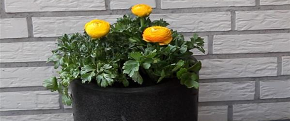 RANUNKELN - EINPFLANZEN IN EIN GEFäSS