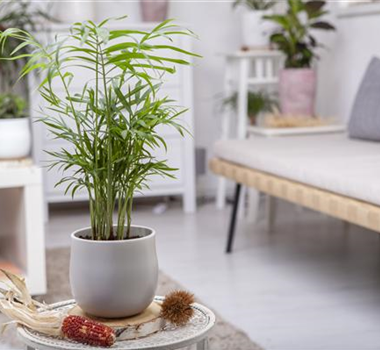 ZIMMERPFLANZENPFLEGE IM URLAUB? ZIMMERPFLANZENPFLEGE IM URLAUB?