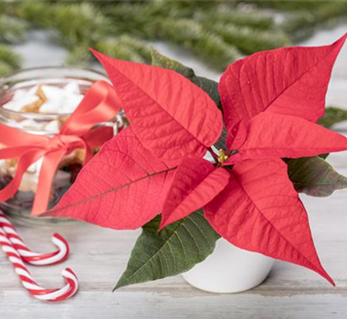 ZIMMERPFLANZEN ZU WEIHNACHTEN ZIMMERPFLANZEN ZU WEIHNACHTEN