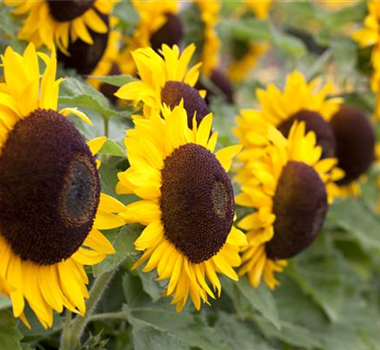 DIE TOP 8 DER HERBSTBLUMEN DIE TOP 8 DER HERBSTBLUMEN