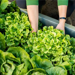 GUTE NACHBARSCHAFT IM NUTZGARTEN!