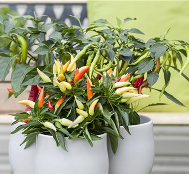 VEREDELTES GEMüSE VEREDELTES GEMüSE