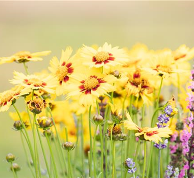 GARTEN-FEELING FüR DEN BALKON