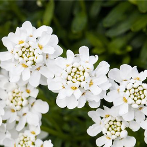 DIE IMMERGRüNE SCHLEIFENBLUME 