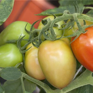 RESISTENTES & TOLERANTES GEMüSE