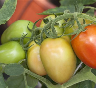 RESISTENTES & TOLERANTES GEMüSE RESISTENTES & TOLERANTES GEMüSE