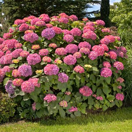 BAUERNHORTENSIE