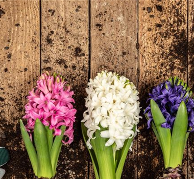 DER FRüHLING WIRD BUNT DER FRüHLING WIRD BUNT