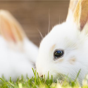 IGEL, KANINCHEN & CO. 