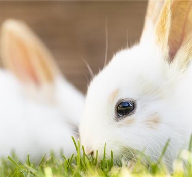 IGEL, KANINCHEN & CO.  IGEL, KANINCHEN & CO.