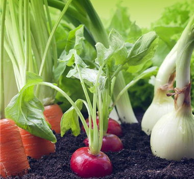 GUTE NACHBARN! GUTE NACHBARN!