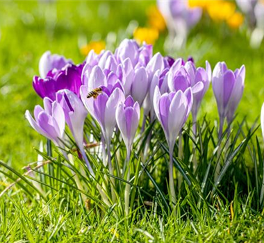 BUNTES OSTERFEST MIT FRüHLINGSBOTEN! BUNTES OSTERFEST MIT FRüHLINGSBOTEN!