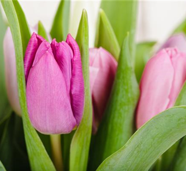 PFLANZE DES MONATS: TULPE PFLANZE DES MONATS: TULPE