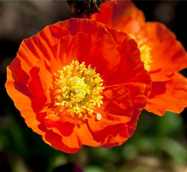 DIE TOP 8 DER SOMMERBLUMEN DIE TOP 8 DER SOMMERBLUMEN