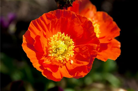 DIE TOP 8 DER SOMMERBLUMEN