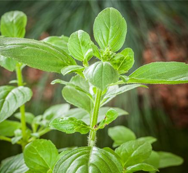 FRISCHE KRäUTER AUS ITALIEN FRISCHE KRäUTER AUS ITALIEN