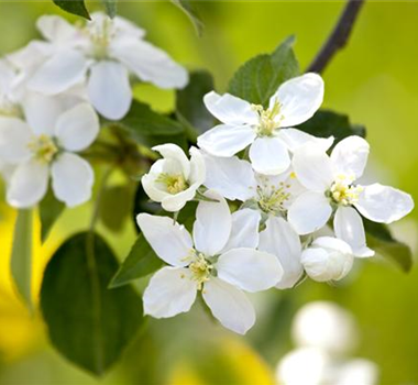 SOMMERSCHNITT FüR OBSTBäUME