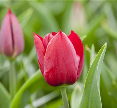 SCHöNSTES FRüHLINGSQUARTETT SCHöNSTES FRüHLINGSQUARTETT