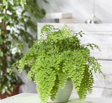 DIE PFLEGE VON ZIMMERPFLANZEN