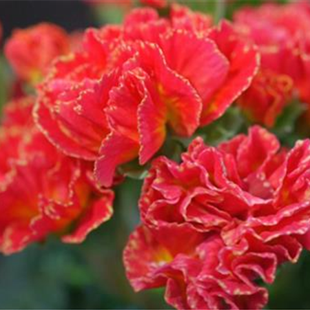 PRIMELN - EINPFLANZEN IM GARTEN