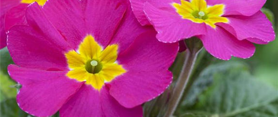 PRIMELN - EINPFLANZEN IM GARTEN