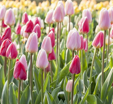 BLUMENZWIEBELN! BLUMENZWIEBELN!