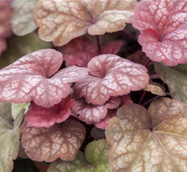 DAS PURPURGLöCKCHEN IM STAUDENBEET